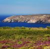 Vegetation pointe du raz